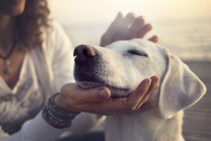 Reiki-soin-energie-chien Reiki-soin-energie-chien