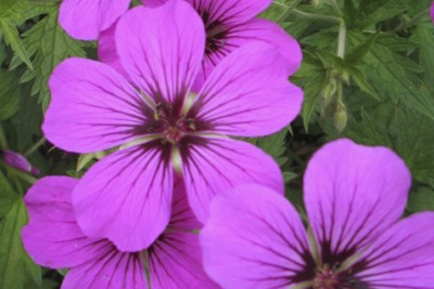 geranium