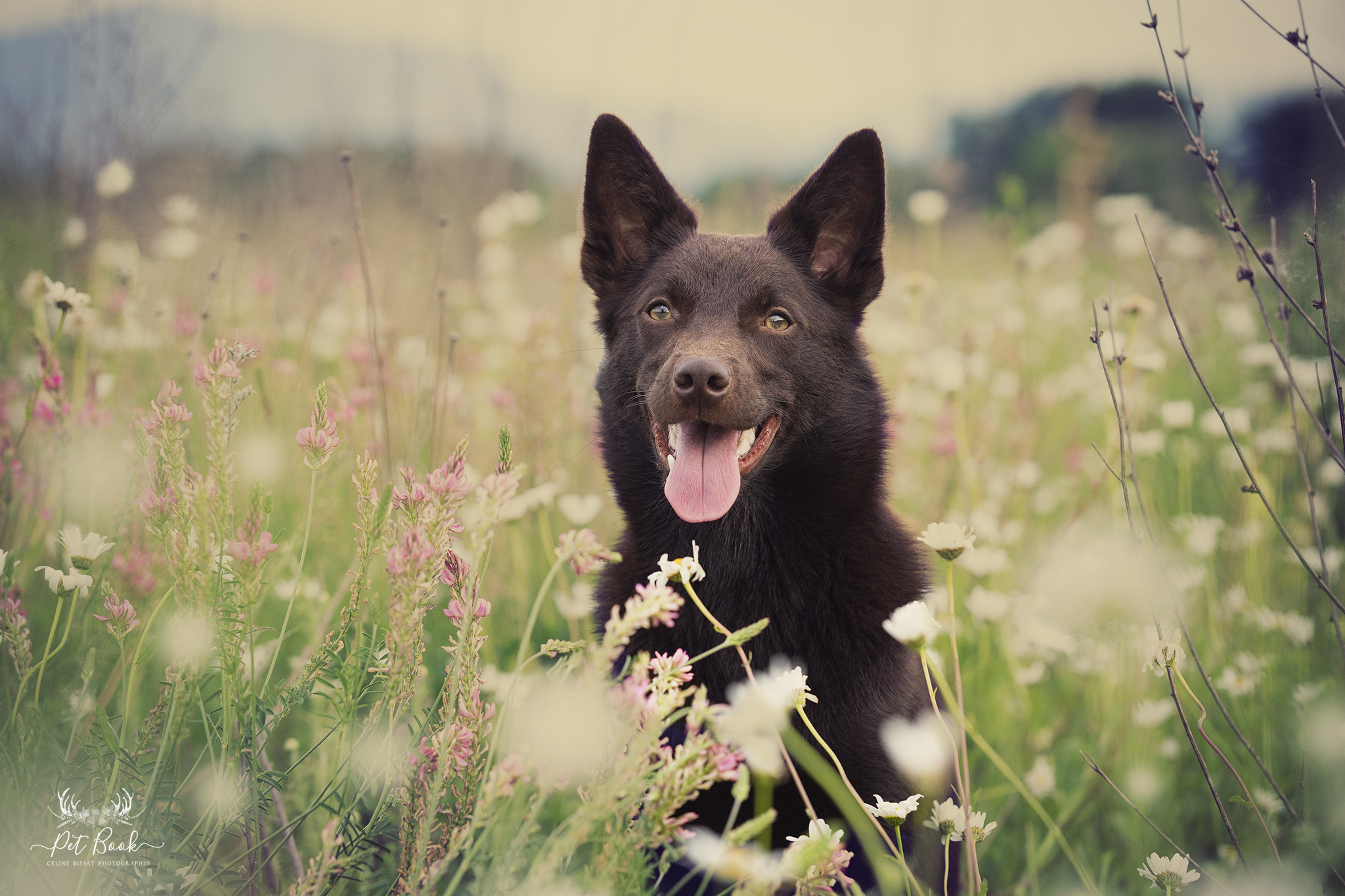 naturopathie-chien-animaux-plantes Naturopathie pour animaux