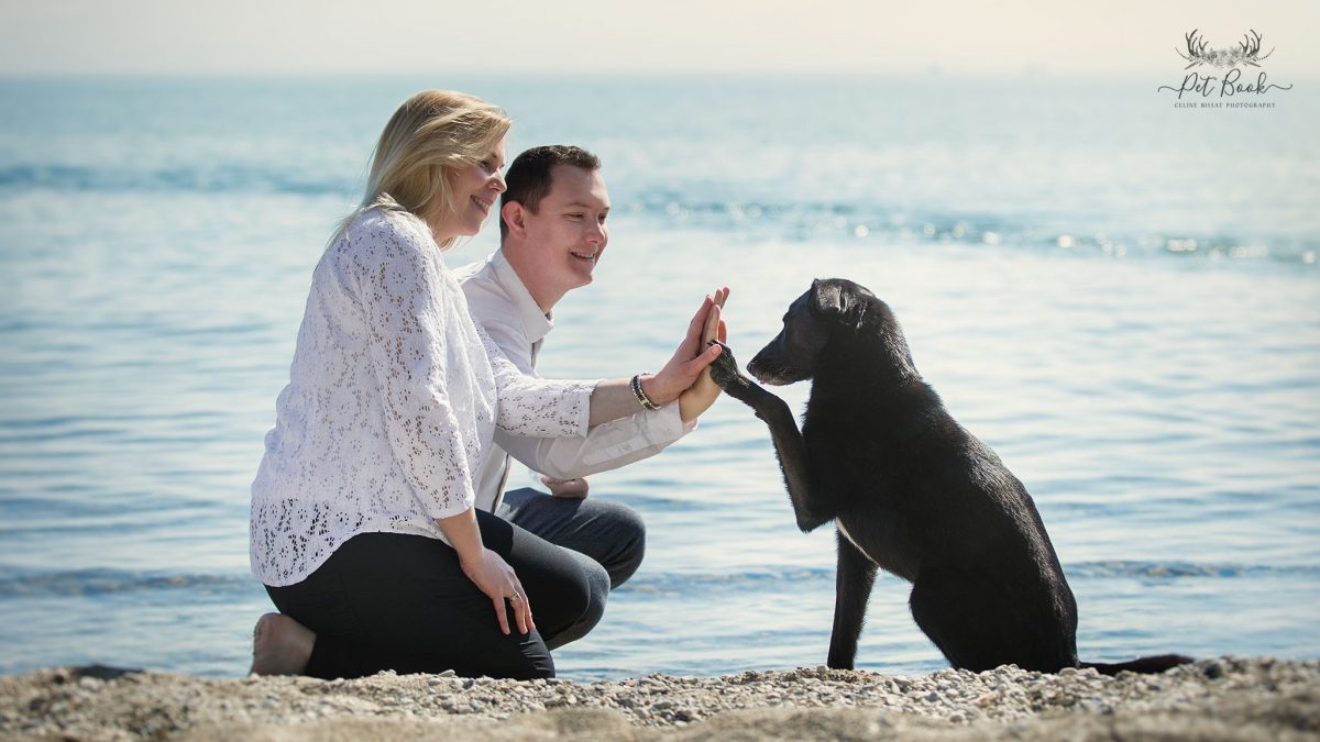 départ en vacance chien chat animaux