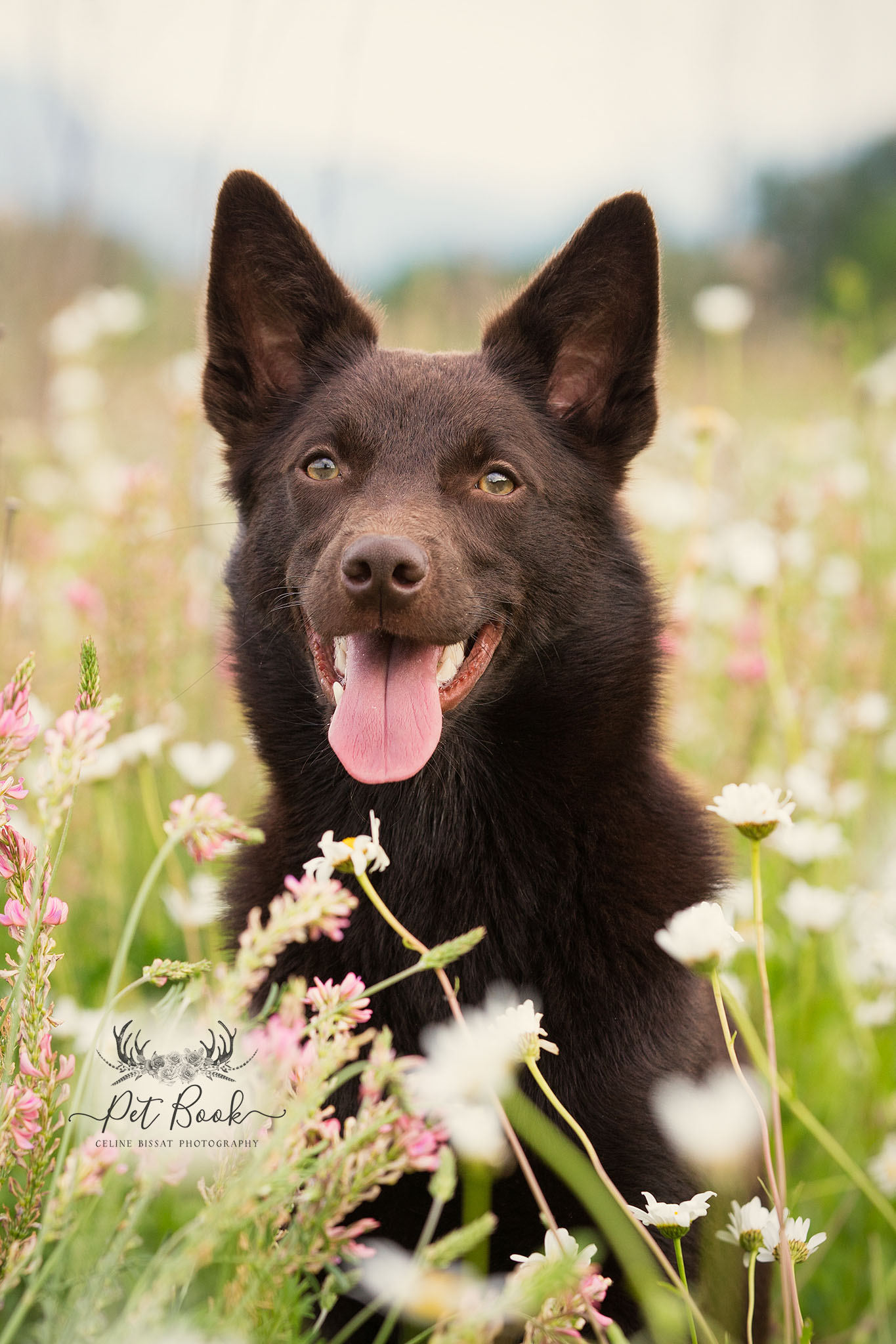 départ en vacance chien chat animaux