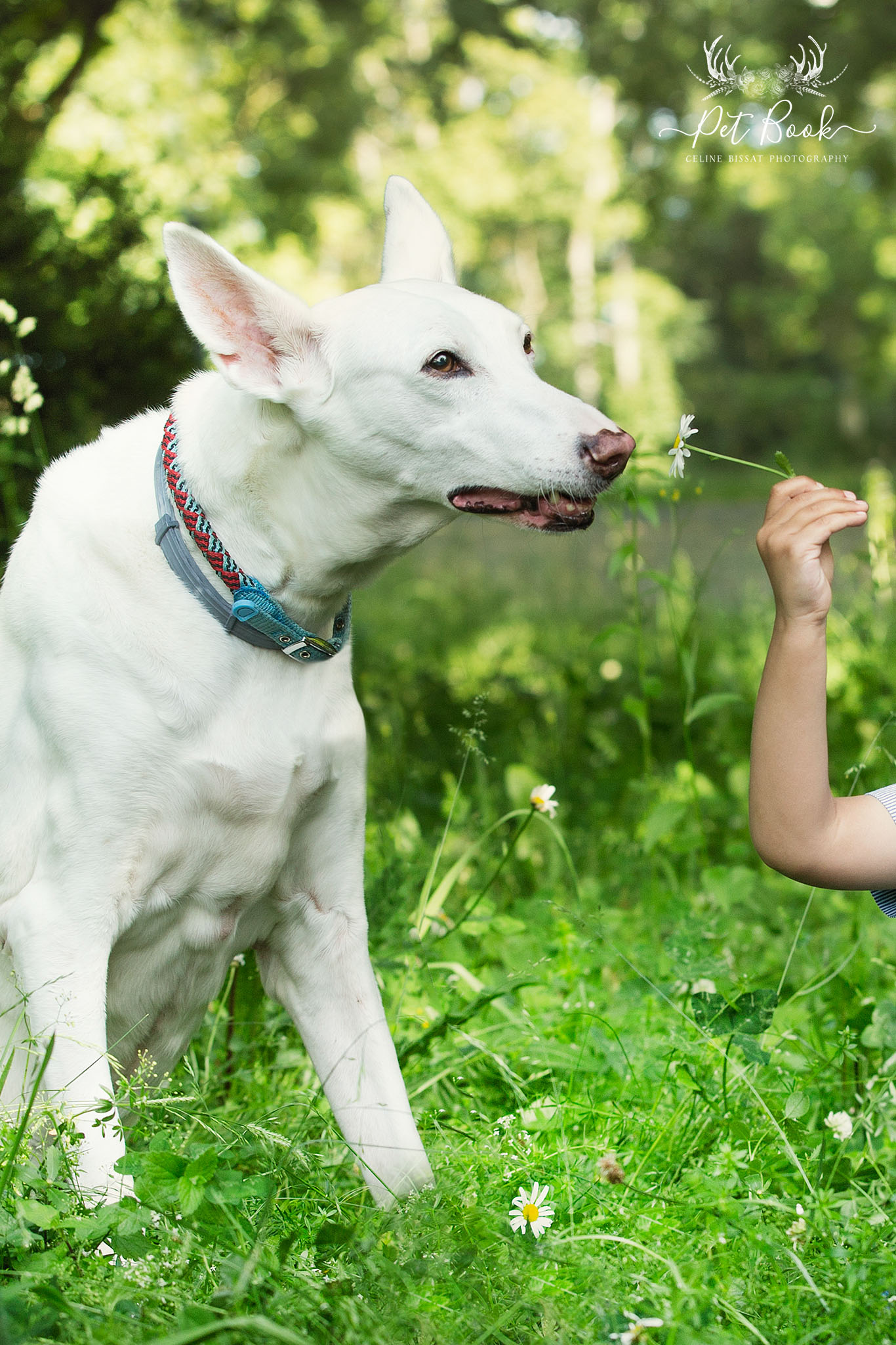 Administration fleurs de bach chien animaux