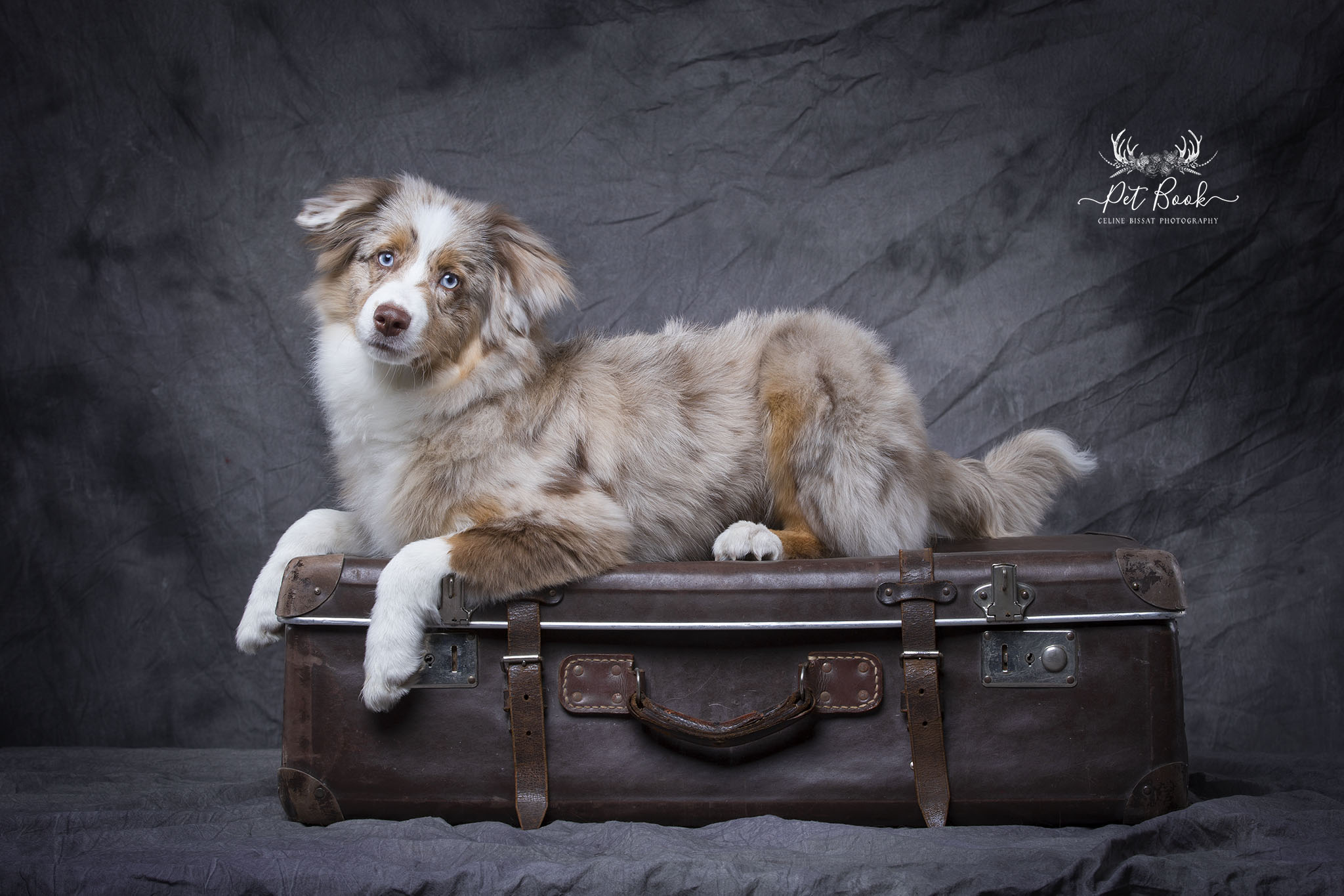 départ en vacance chien chat animaux