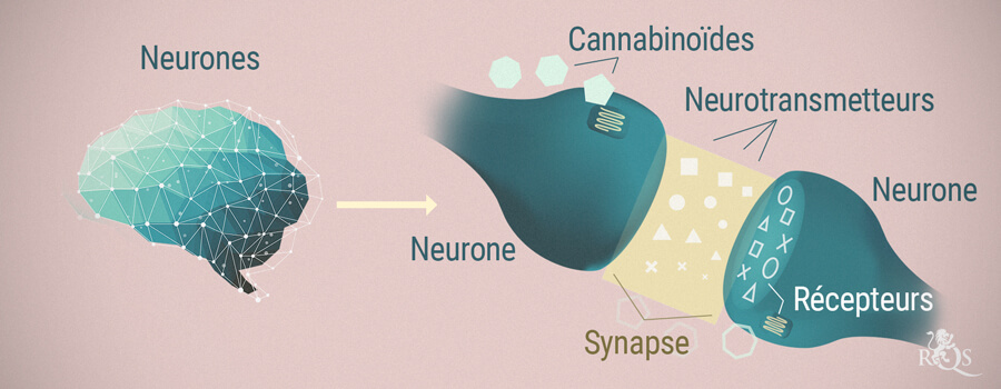 comment agit le cbd