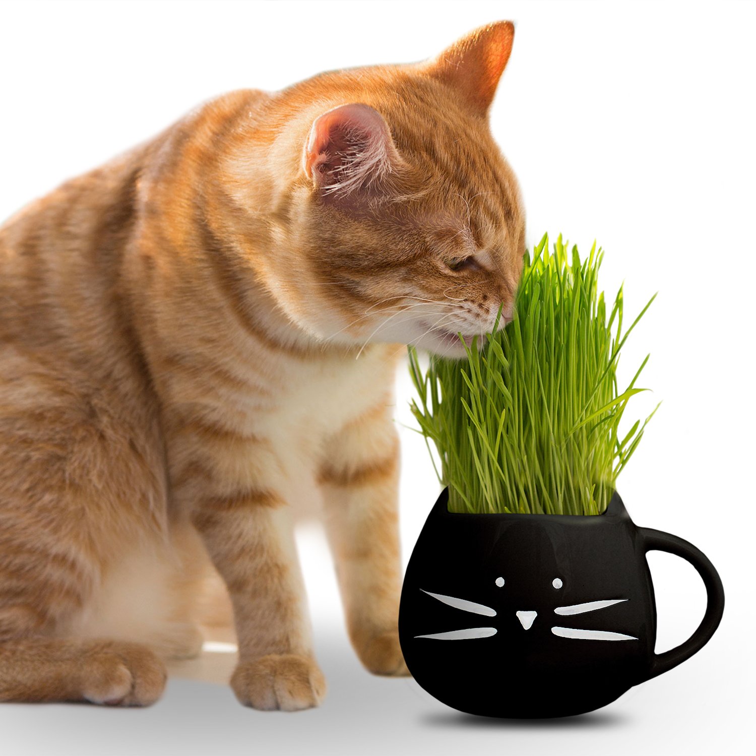herbe chat